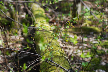  Young spring foliage on a background of old rotten wood.