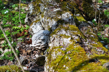 Close-up - In spring, a large tree flu on the trunk of an old tree.