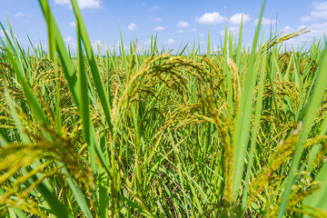 Green rice field in the morning under blue sky