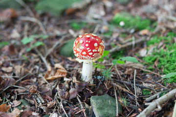 Boletus growing in the forest.