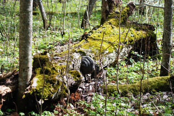 Close-up - In spring, a large tree flu on the trunk of an old tree.