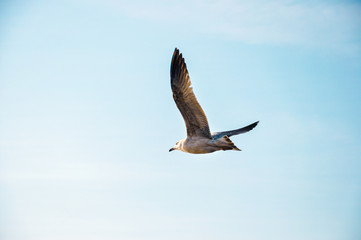 Flying Seagull