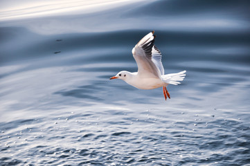 Flying Seagull