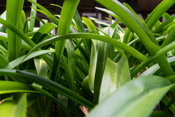 Obraz premium Green plant