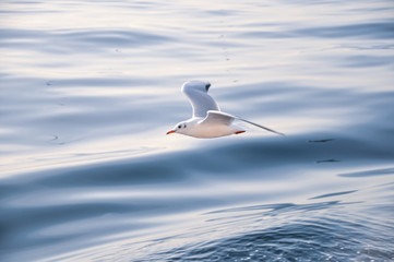 Flying Seagull