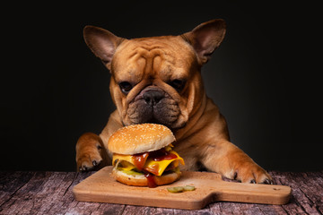 French bulldog dog eating a big fried cheeseburger on a dark background - 345936208