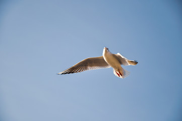 Flying Seagull