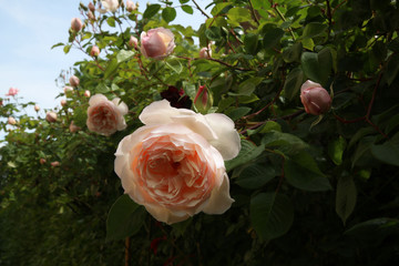 Maggio in giardino: fioritura di rose rampicanti color crema