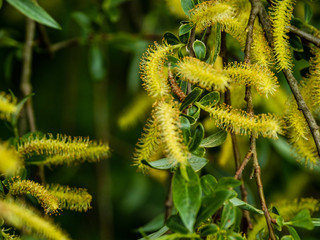 CATKINS
