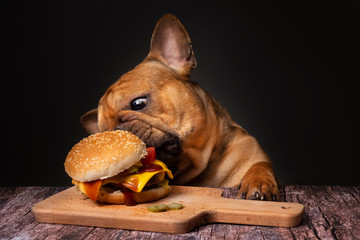 French bulldog dog eating a big fried cheeseburger on a dark background