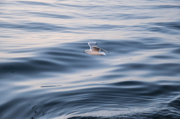 Flying Seagull