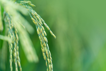 Close up of Rice spike in rice field