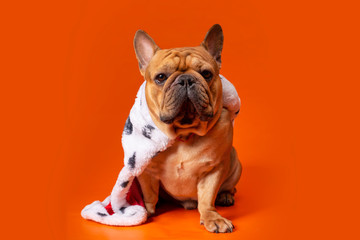 dog french bulldog in king costume on bright orange isolated background
