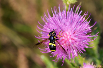 Fototapeta na wymiar nature, summer, macro photography, macro, bees, flowers, herbs, wildflowers, field, insects 