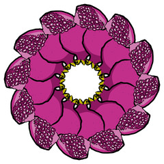 Many pomegranates arranged in a circle on white