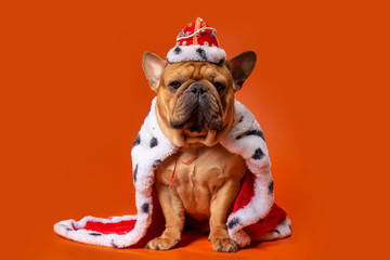 dog french bulldog in king costume on bright orange isolated background - 345937663