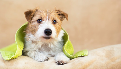 Pet grooming concept, furry smiling happy jack russell dog with towel after bath, shower