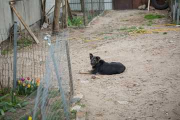 the dog in the yard in the village. the dog near the barn