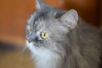 angrily cat yellow eyes discontented muzzle