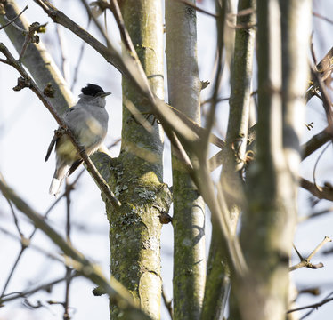 Sylvia atricapilla (Toutinegra de barrete) in an agriculture field tree, during winter, Braga, Portugal.