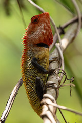 lizard on a tree