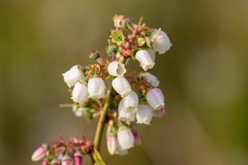 Heidelbeerblüten im Frühjahr