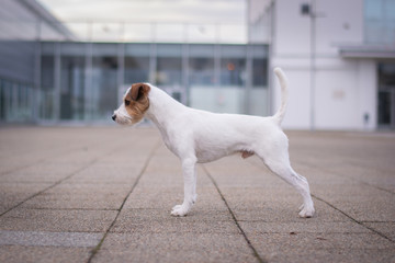 Parson Russell Terrier - Stance