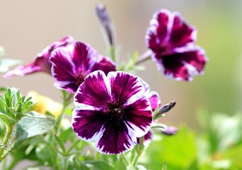 Purple petunias in the garden in spring