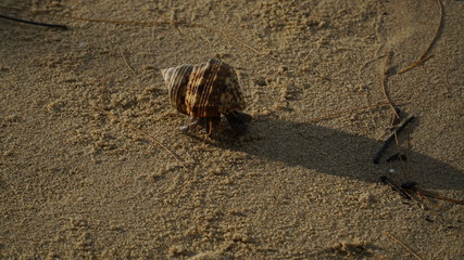 shell on the beach