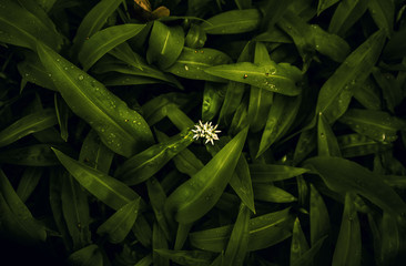 zieleń jedzenie czosnek niedźwiedzi roślina kwiat czosnek zapach pod ochroną przyprawa jarzyna zielony biały ogród park  - obrazy, fototapety, plakaty