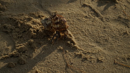 snail on the beach