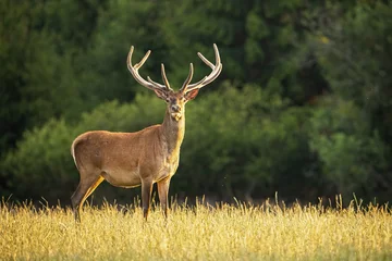 Foto op Canvas Sunlit red deer, cervus elaphus, stag with new antlers growing facing camera in summer nature. Alert herbivore from side view with copy space. Wild animal with brown fur observing on hay field. © WildMedia