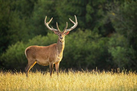 Fototapeta Sunlit red deer, cervus elaphus, stag with new antlers growing facing camera in summer nature. Alert herbivore from side view with copy space. Wild animal with brown fur observing on hay field.