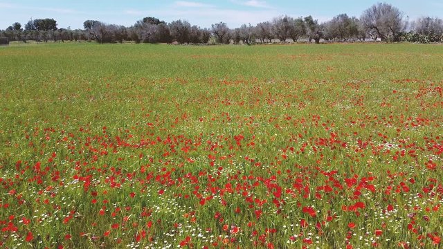 Primavera nel Salento