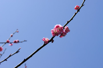 梅の花