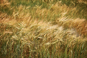 Ears of yellow wheat ready for harvest at sunset.