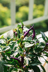 Purple chilli plant, Purple prince pepper or Bird eye chilli violet