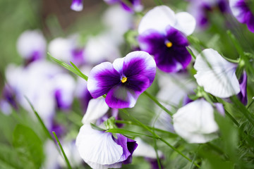 Fototapeta premium Viola pansy flower composition close-up shot as a nature background