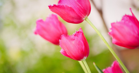 Beautiful view of pink tulips under sunlight landscape of spring or summer.