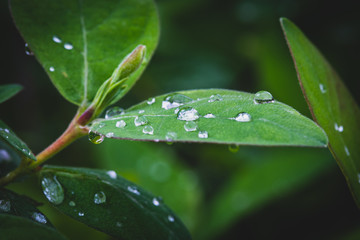 Drops on the leaves of the plant after rain
