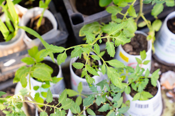 seedlings of tomato for a country house.