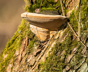 polypore fungus on tree stem with detail from below