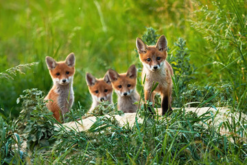 Naklejka na ściany i meble Curious little cubs of red fox, vulpes vulpes, staring into the camera on the field. Sweet fox sibling discovering the countryside. Adorable young animals being out of the hole without their mum.