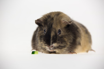 Fototapeta premium Short-haired guinea pig is eating isolated on a white background in studio. Close up