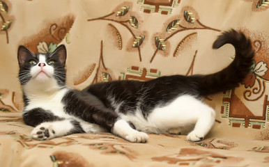 cute black with white cat