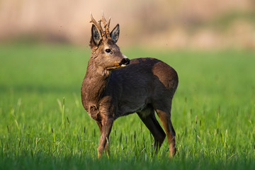 Attentive roe deer, capreolus capreolus, buck looking behind in early morning sunlight. Alert male animal with antlers and brown fur in green grass with clear background. Roebuck in spring.