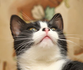cute black with white cat