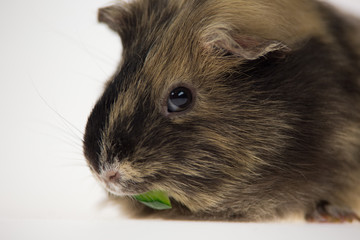 Short-haired guinea pig is eating isolated on a white background in studio. Close up. Macro shot