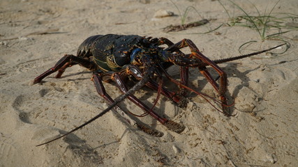 lobster on the beach