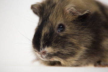Fototapeta premium Short-haired guinea pig isolated on a white background in studio. Close up. Macro shot